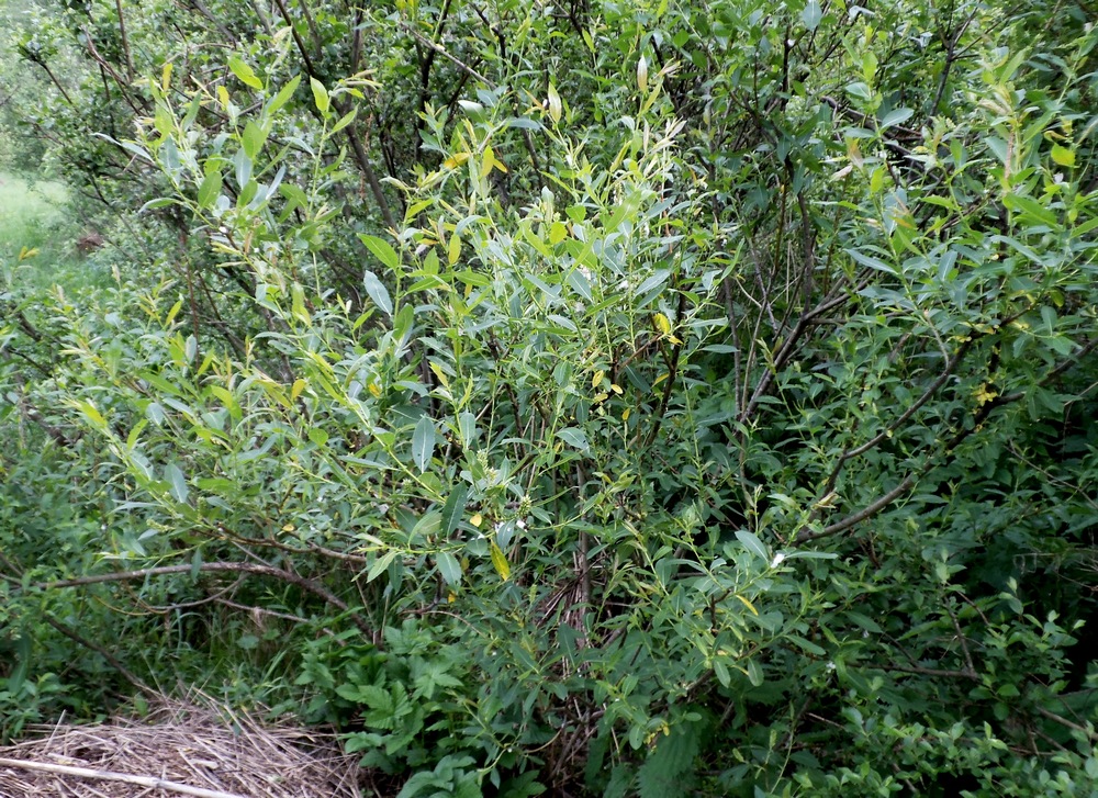 Image of Salix &times; alopecuroides specimen.