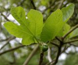 Ficus carica. Верхушка побега с листьями и невызревшим соплодием. Германия, г. Krefeld, Ботанический сад. 11.05.2013.