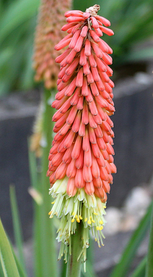 Изображение особи Kniphofia uvaria.