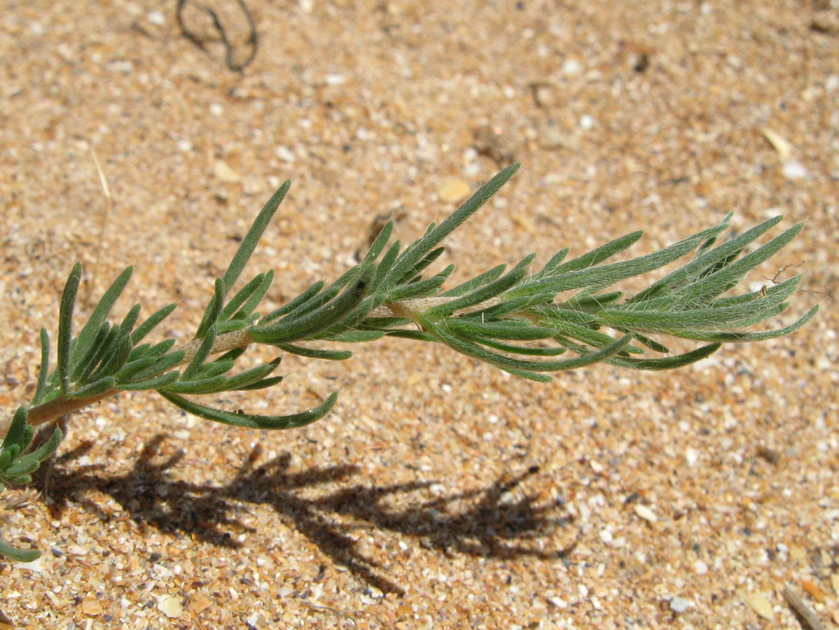 Image of Bassia laniflora specimen.
