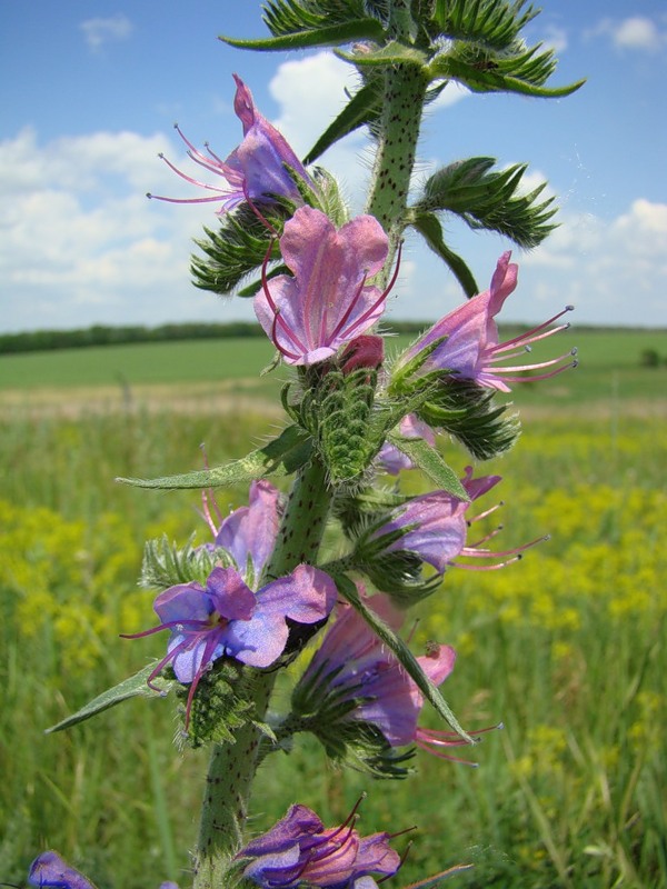 Image of Echium vulgare specimen.