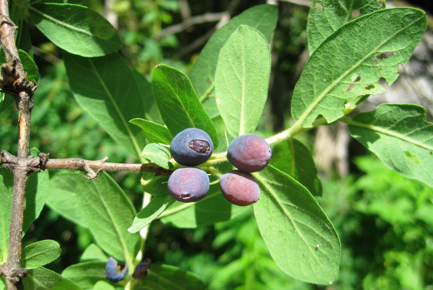 Image of Lonicera buschiorum specimen.