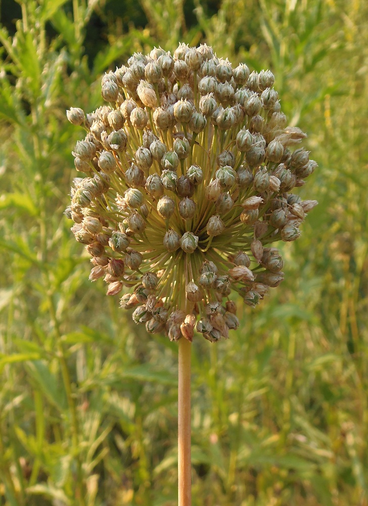 Image of Allium guttatum specimen.