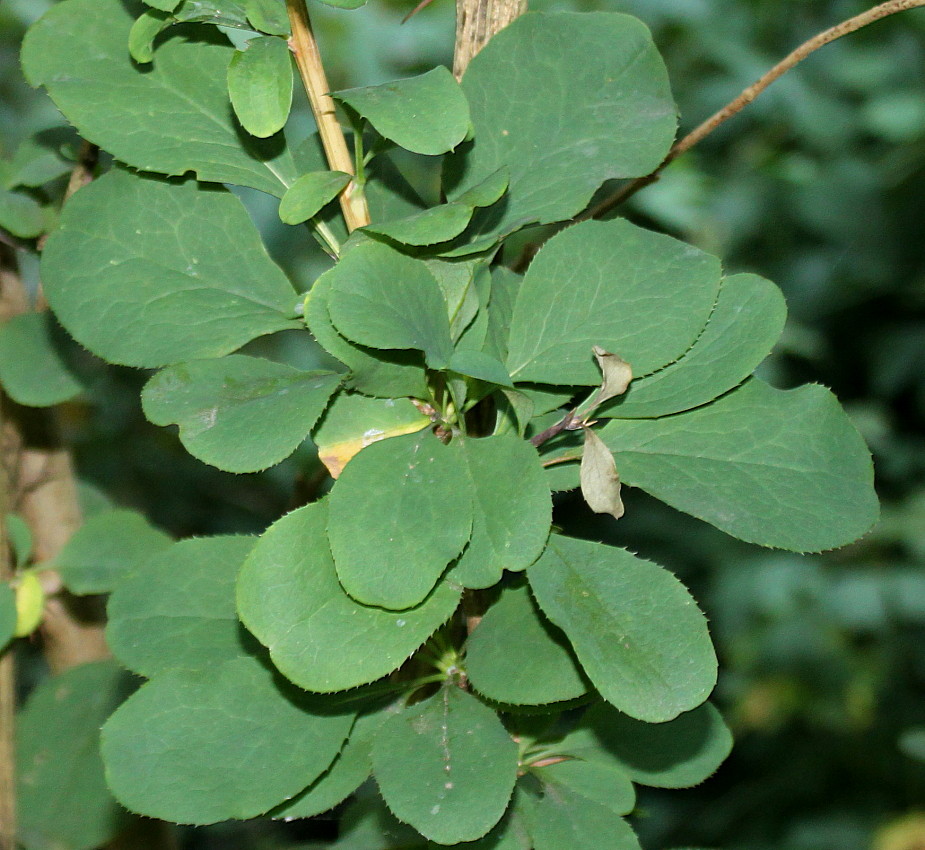 Image of Berberis brachypoda specimen.