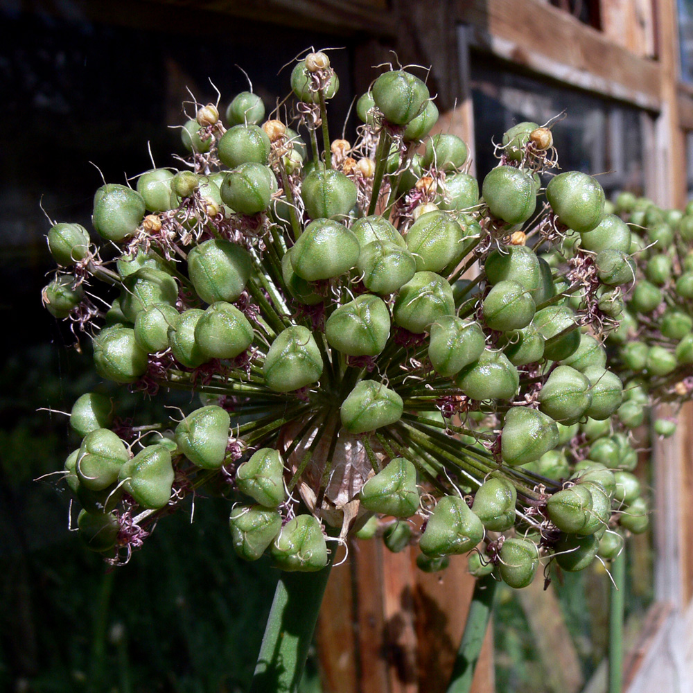 Изображение особи Allium aflatunense.