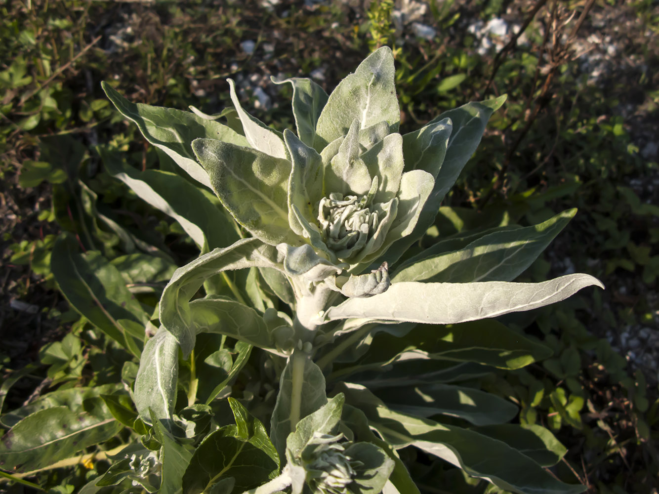 Image of Verbascum gnaphalodes specimen.