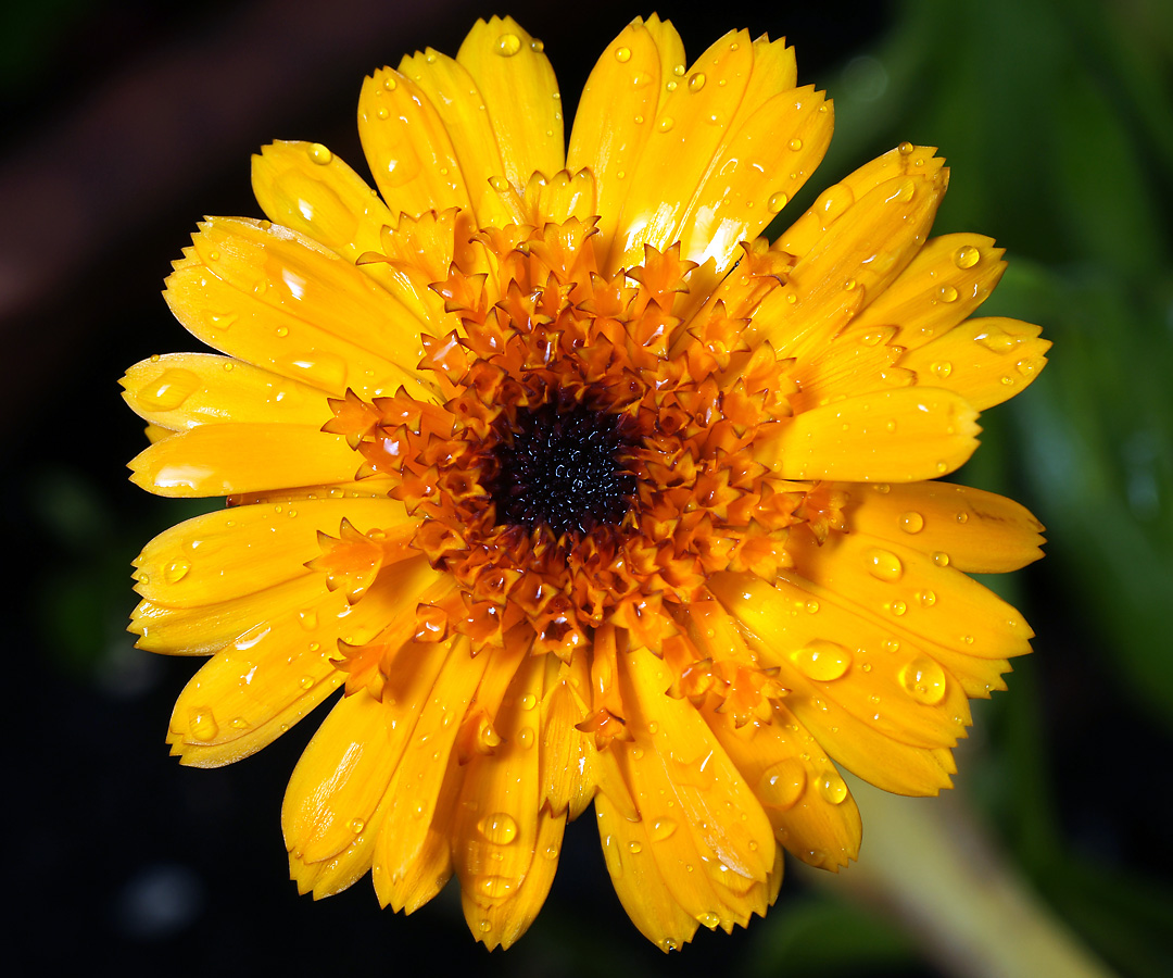 Image of Calendula officinalis specimen.