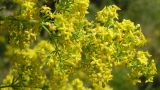 Galium verum