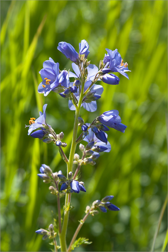 Image of Polemonium caeruleum specimen.