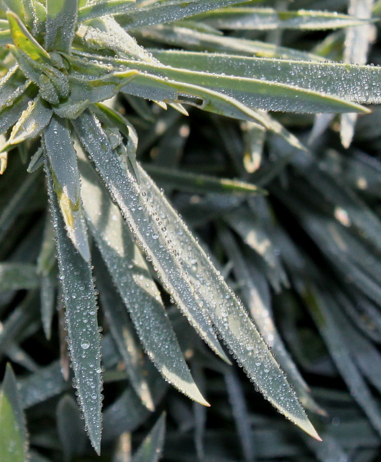 Image of Dianthus gratianopolitanus specimen.