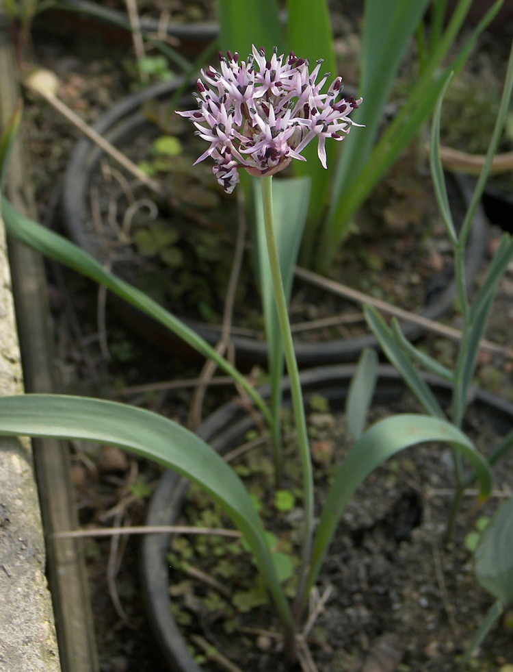 Изображение особи Allium kandemirii.