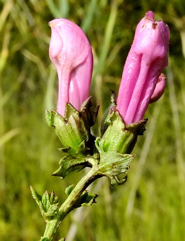 Image of Pedicularis grandiflora specimen.