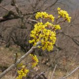 Cornus mas. Верхушка ветви с соцветием. Краснодарский край, Новороссийский р-н, гора Рябкова. 09.03.2014.