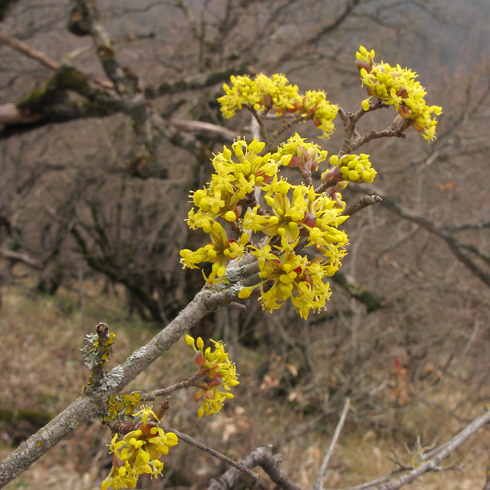 Изображение особи Cornus mas.