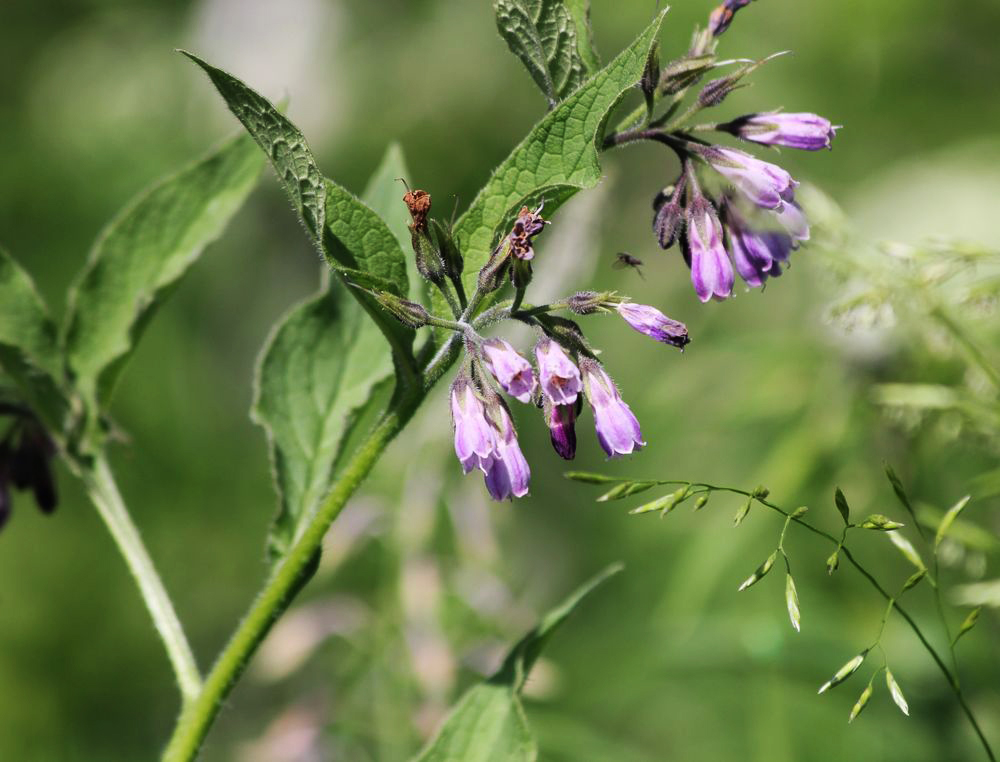 Image of Symphytum officinale specimen.