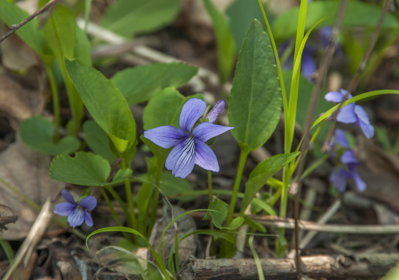 Изображение особи Viola mandshurica.