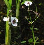 Sagittaria sagittifolia. Соцветие в начале (слева) и в конце цветения. Нидерланды, окр. Гронингена, стоячий водоем. Июнь 2007 г.