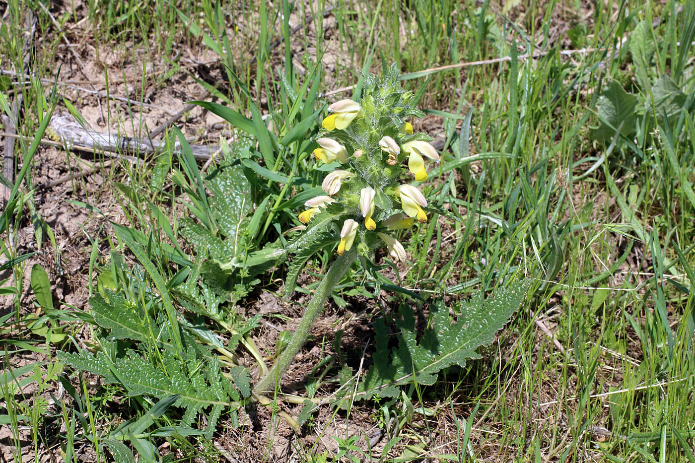 Image of Phlomoides labiosa specimen.