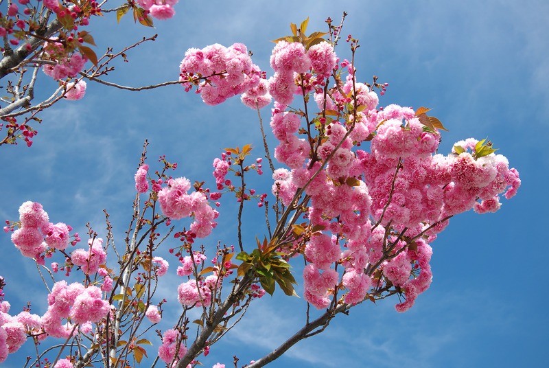 Изображение особи Prunus serrulata.