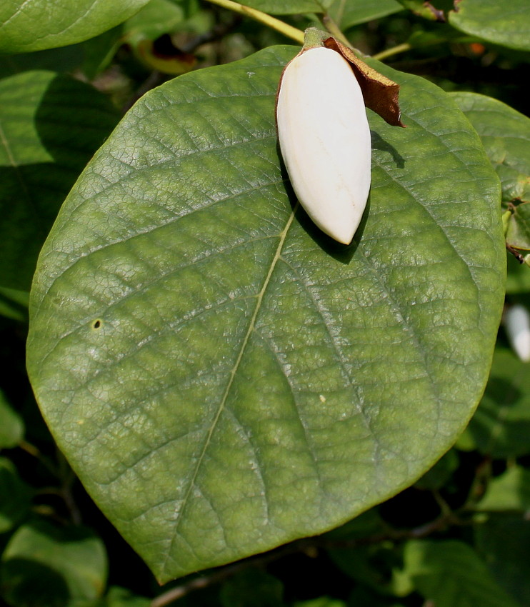 Image of Magnolia sieboldii specimen.