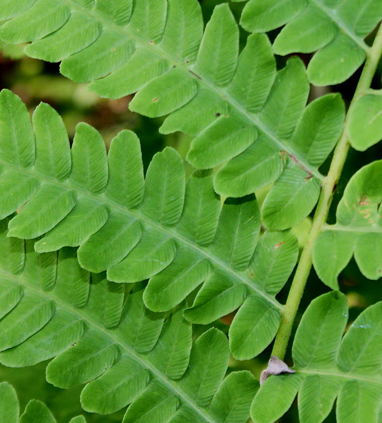 Image of Osmundastrum claytonianum specimen.