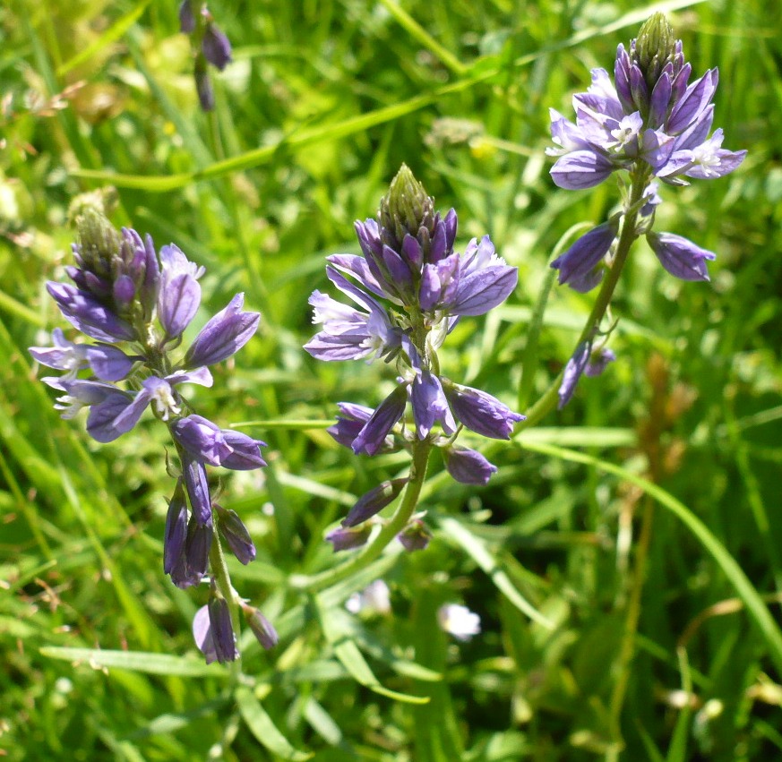 Image of genus Polygala specimen.