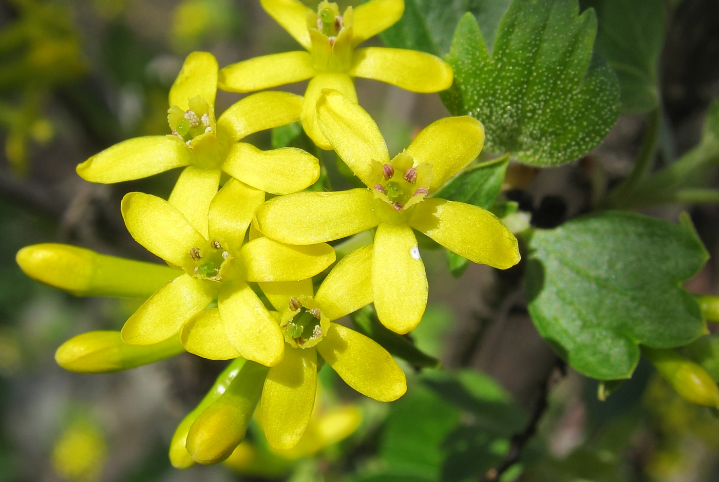 Image of Ribes aureum specimen.