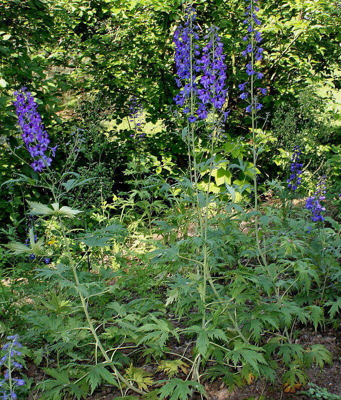 Изображение особи Delphinium ceratophorum.