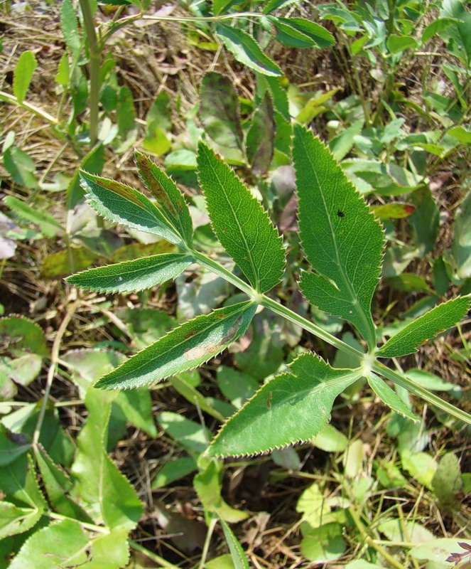 Изображение особи Macroselinum latifolium.