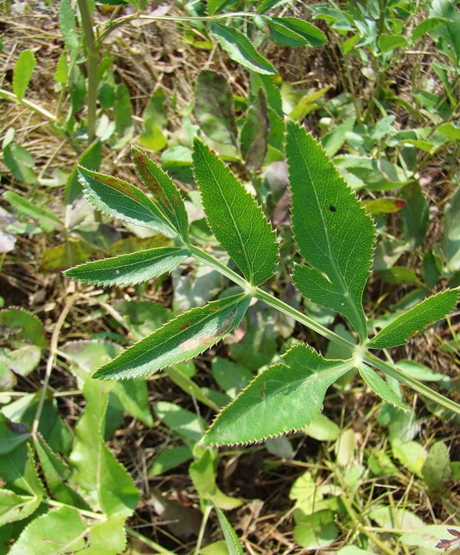 Image of Macroselinum latifolium specimen.