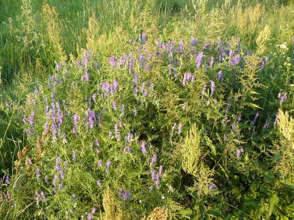 Image of Vicia tenuifolia specimen.