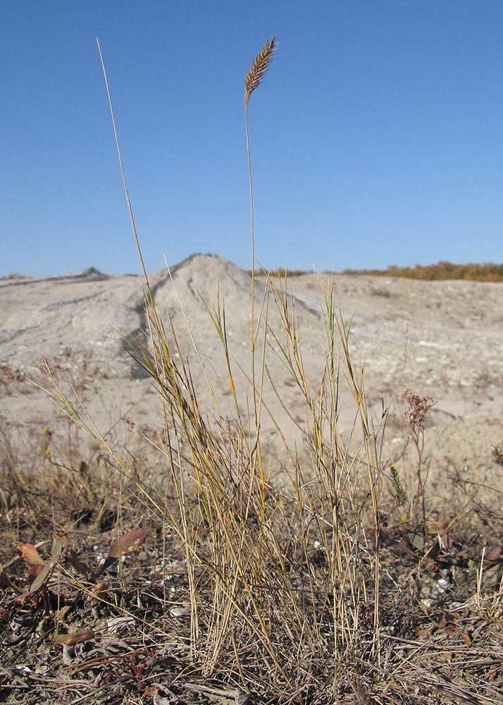 Image of Agropyron pectinatum specimen.