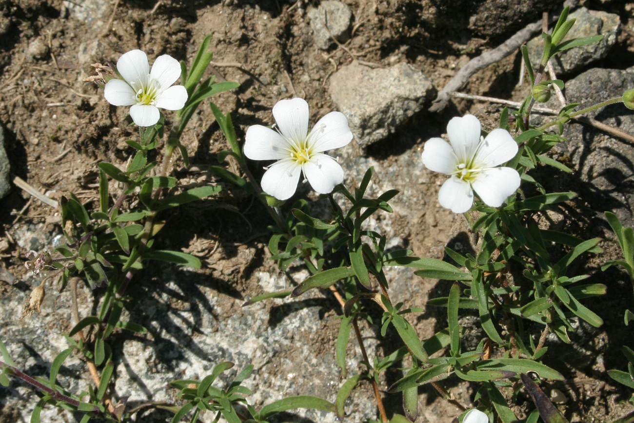 Image of Gypsophila sericea specimen.