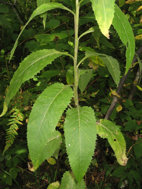 Изображение особи Saussurea latifolia.