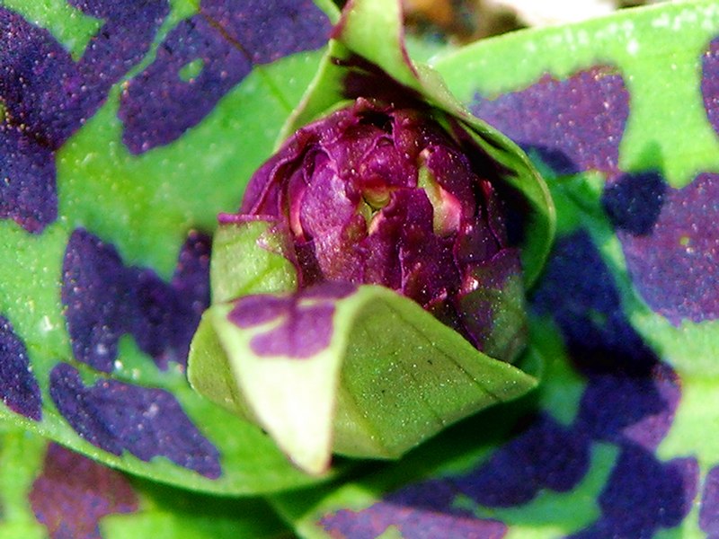 Image of Dactylorhiza aristata specimen.