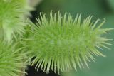 Xanthium orientale