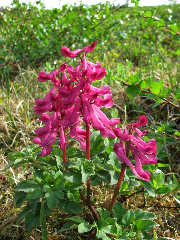 Image of Corydalis paeoniifolia specimen.