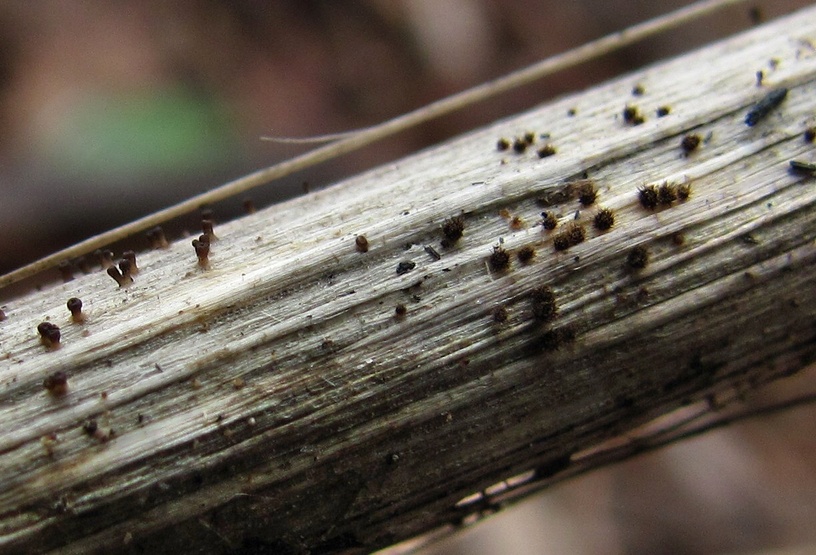 Image of Sonchus arvensis specimen.