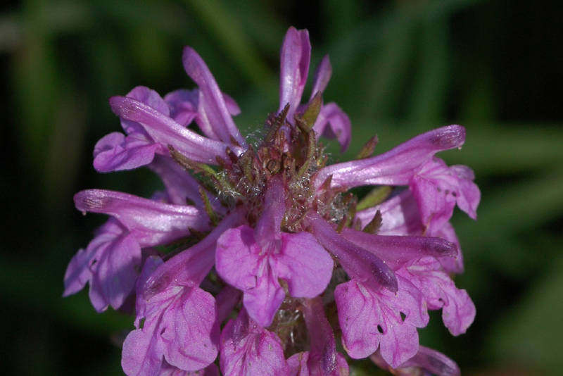 Изображение особи Pedicularis macrochila.