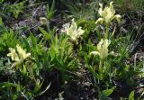 Iris pumila. Цветущие растения. Крым, гора Опук. 20.04.2015.