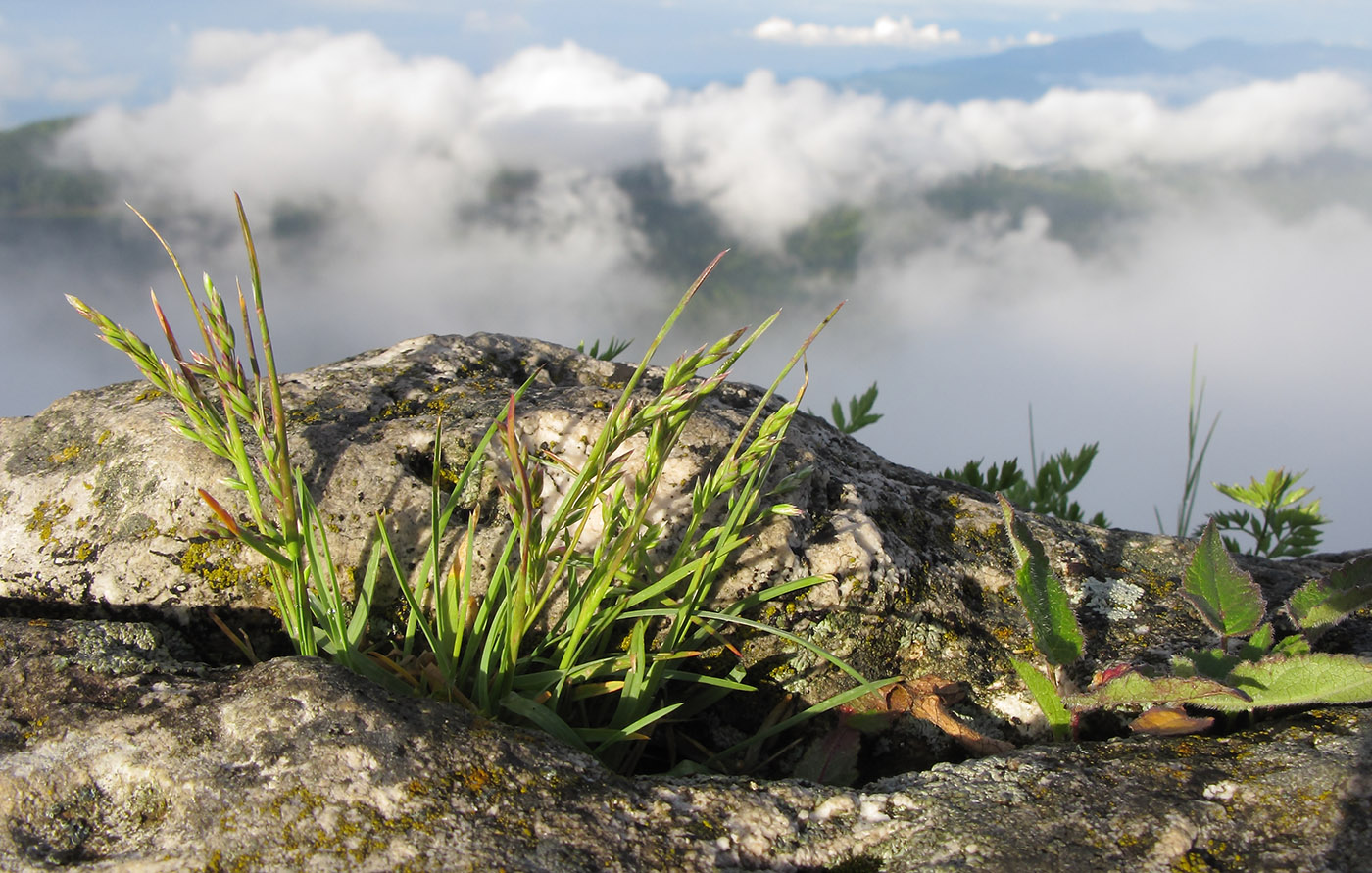 Image of Poa alpina specimen.