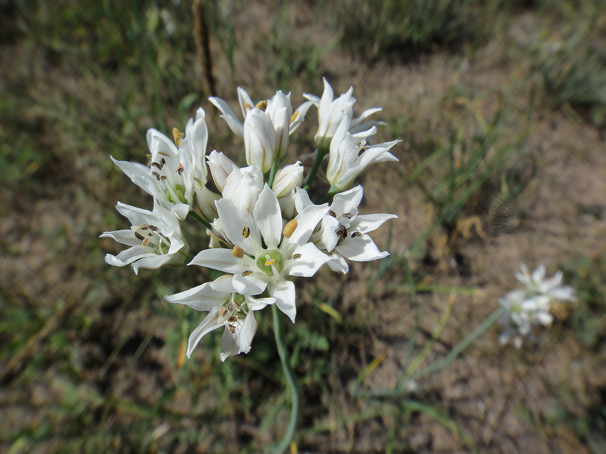 Image of Allium ramosum specimen.