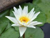 Nymphaea nouchali variety caerulea. Цветок. Таиланд, Бангкок, в культуре. 17.06.2013.