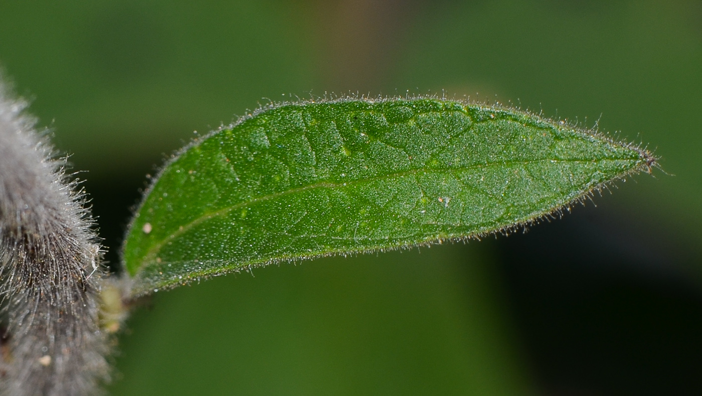 Image of Ceratotheca triloba specimen.