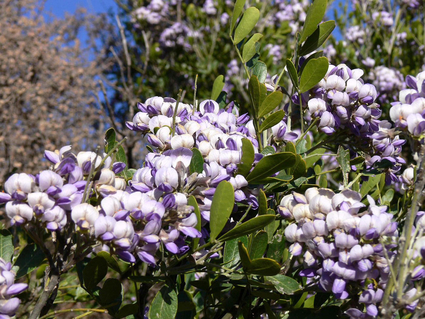 Image of Sophora secundiflora specimen.