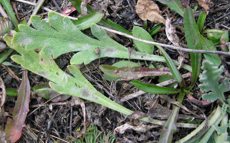 Image of genus Papaver specimen.