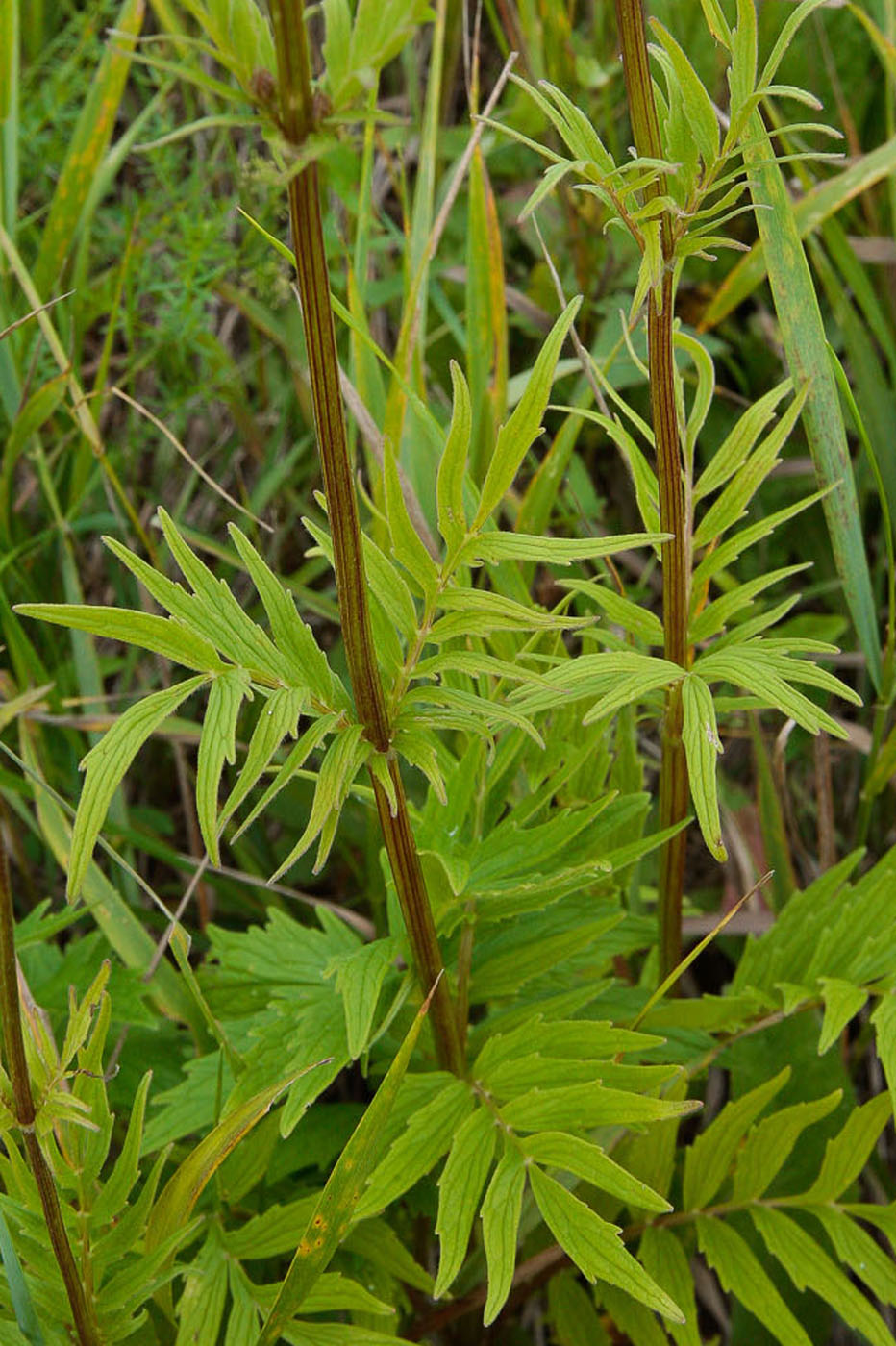 Изображение особи Valeriana officinalis.