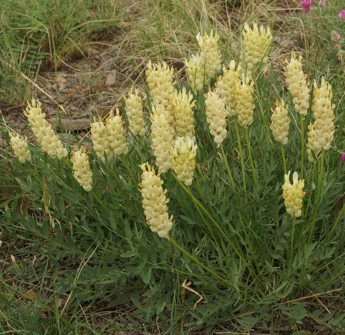 Изображение особи Astragalus follicularis.