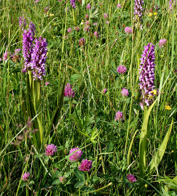 Изображение особи Dactylorhiza incarnata.