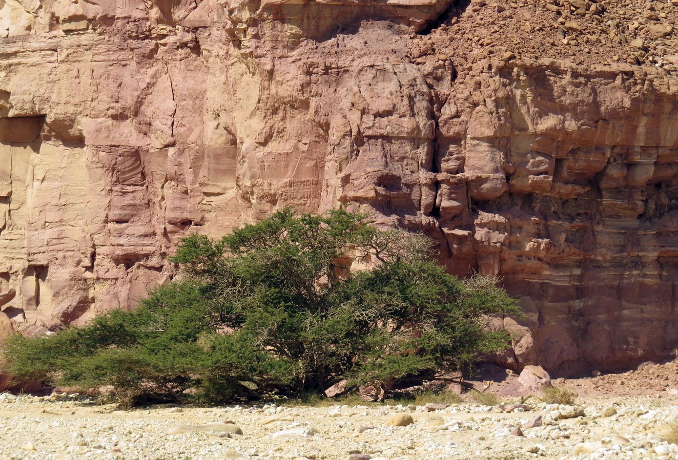 Image of Vachellia tortilis specimen.